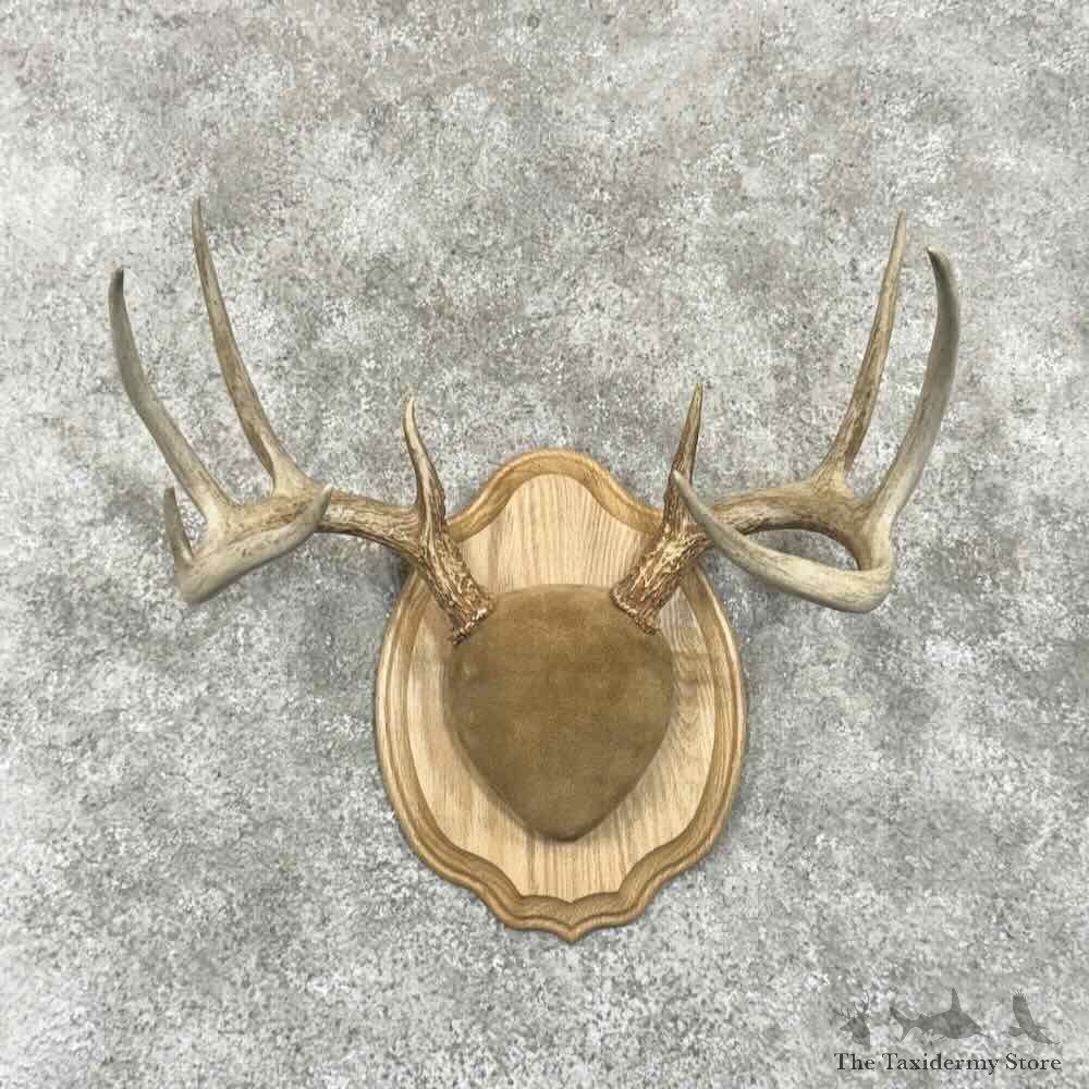Whitetail Deer Antler Plaque Mount For Sale #30639 @ The Taxidermy Store