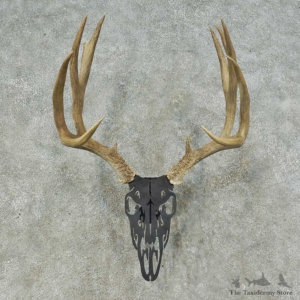 Whitetail Deer Antler Mount For Sale #16259 @ The Taxidermy Store