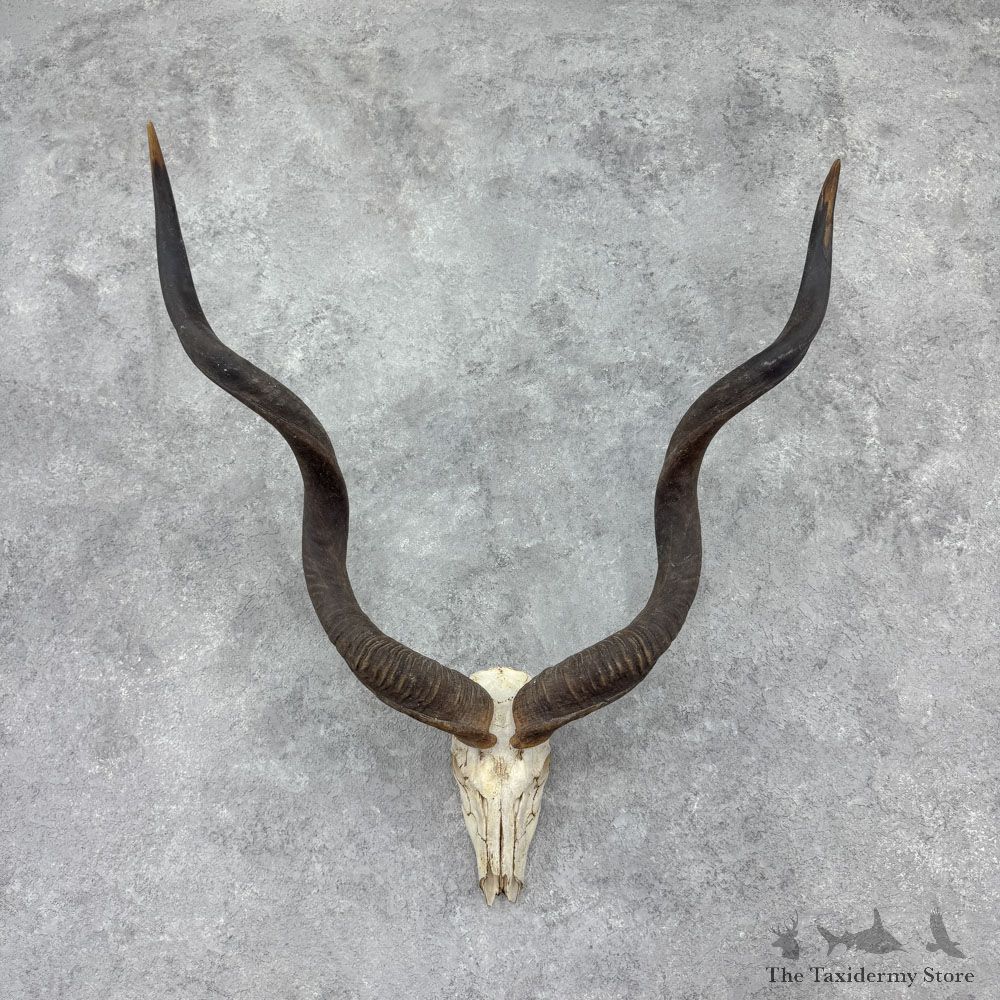 Greater Kudu Skull & Horns European Mount For Sale #32401 @ The Taxidermy Store