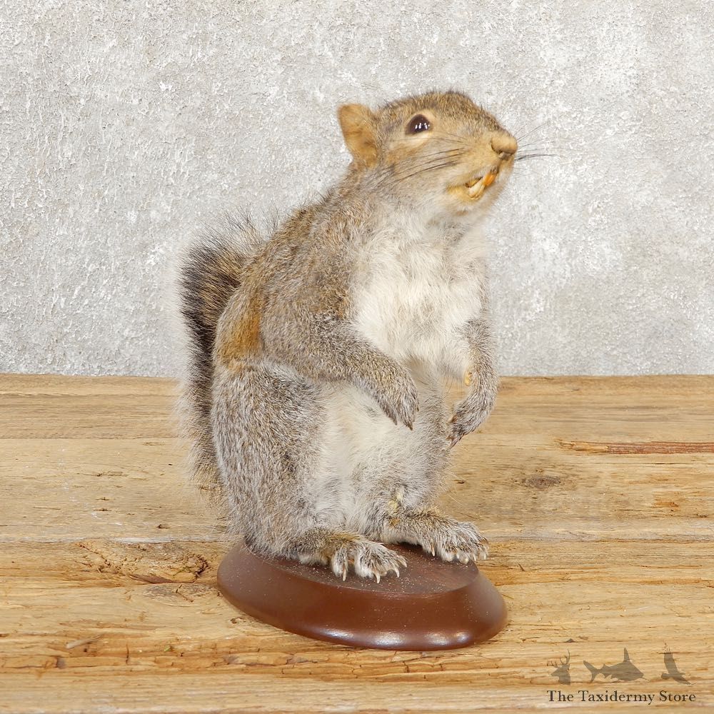 Grey Squirrel Life-Size Mount For Sale #20816 @ The Taxidermy Store