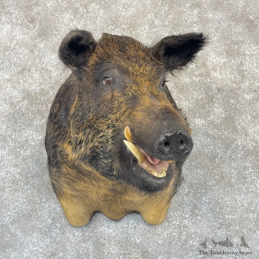 Wild Boar Shoulder Mount For Sale #29998 @ The Taxidermy Store