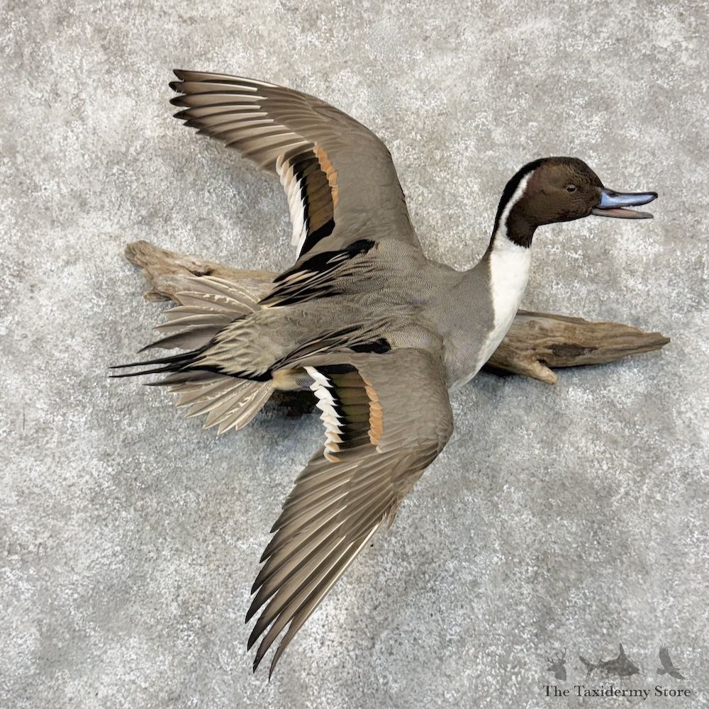 Northern Pintail Duck Bird Mount For Sale #30105 @ The Taxidermy Store