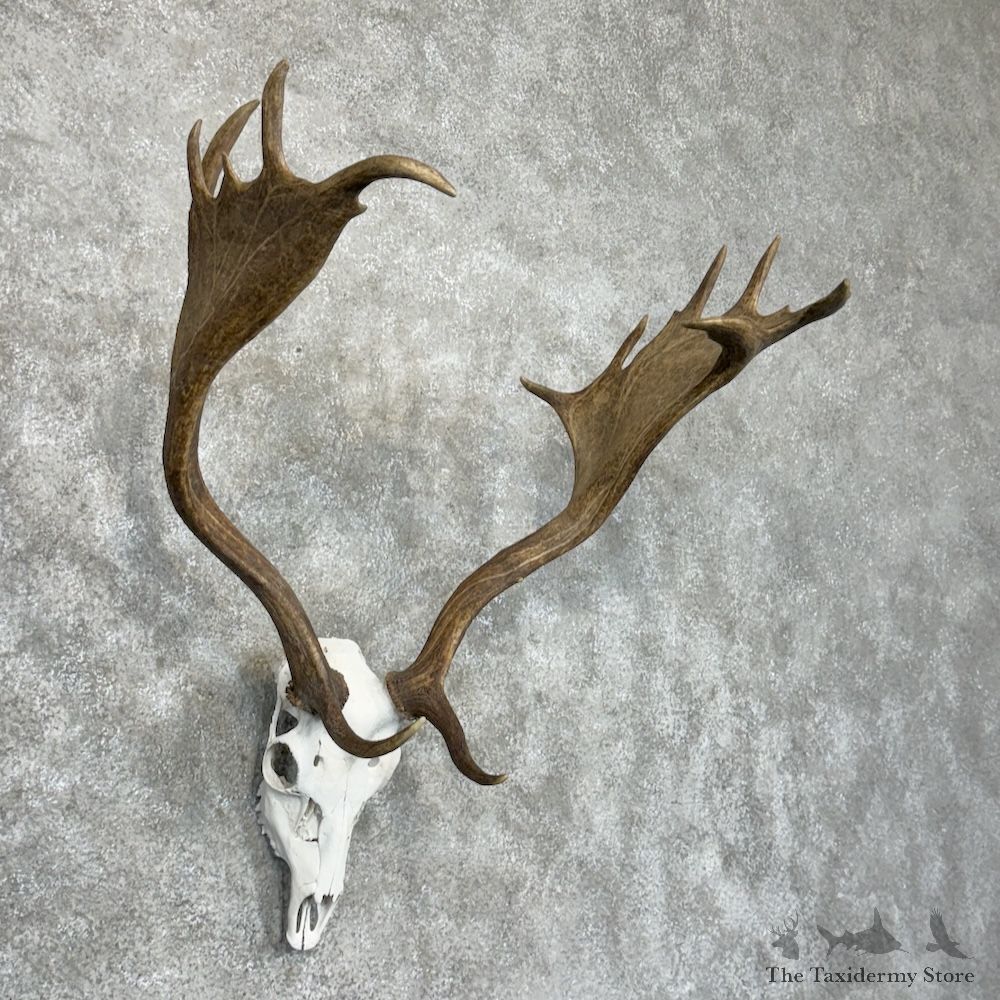 Fallow Deer Skull Antler European Mount For Sale #29422 @ The Taxidermy Store
