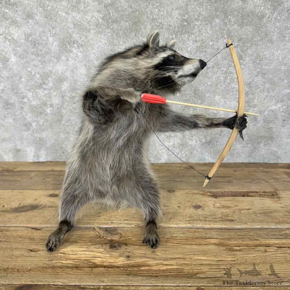 Raccoon Novelty Mount For Sale #30692 @ The Taxidermy Store
