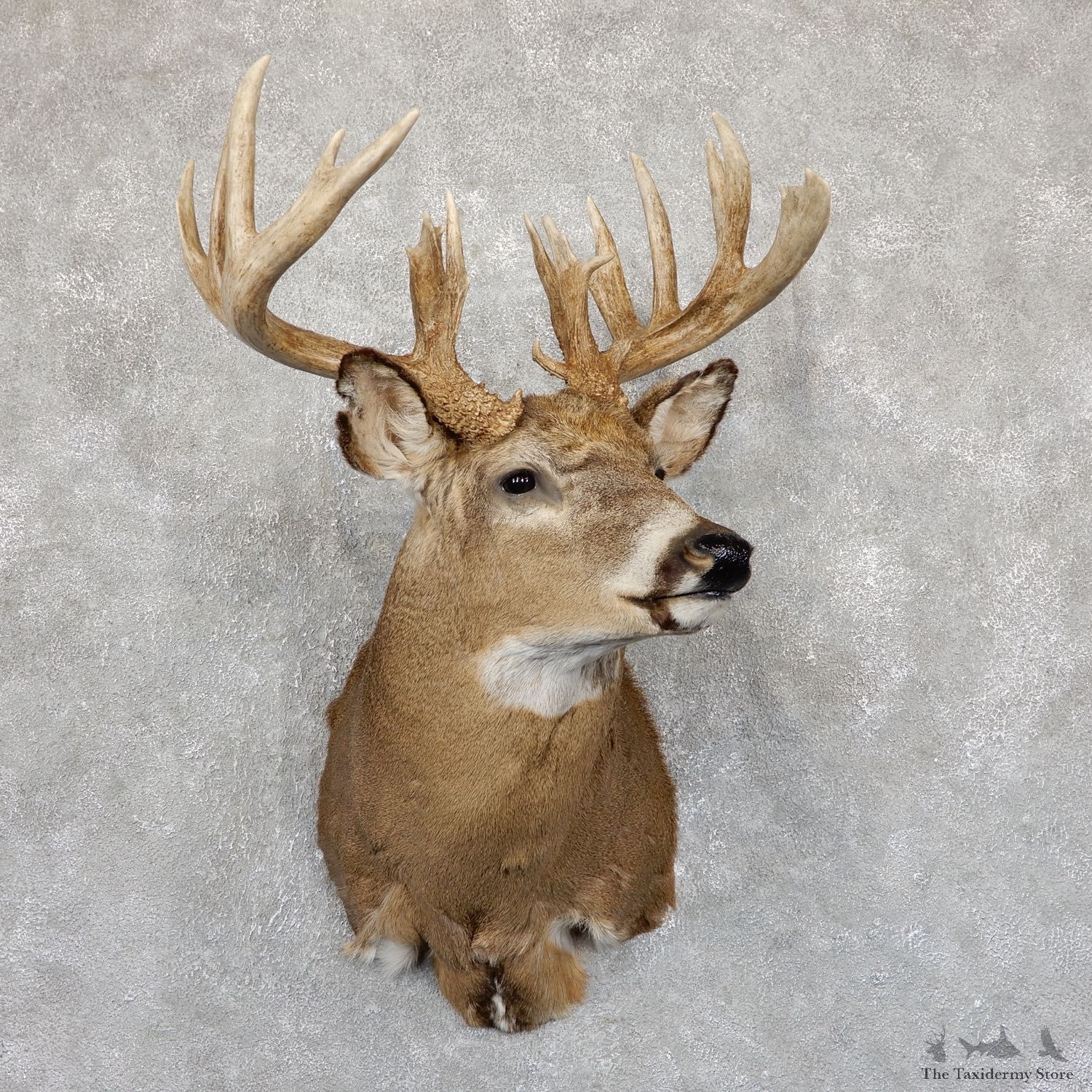 Whitetail Deer Shoulder Mount #19549 For Sale - The Taxidermy Store