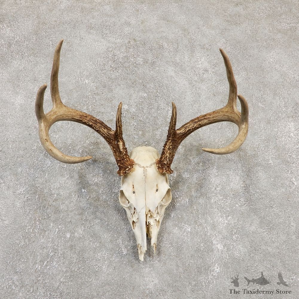 Whitetail Deer Skull European Mount For Sale #20169 @ The Taxidermy Store