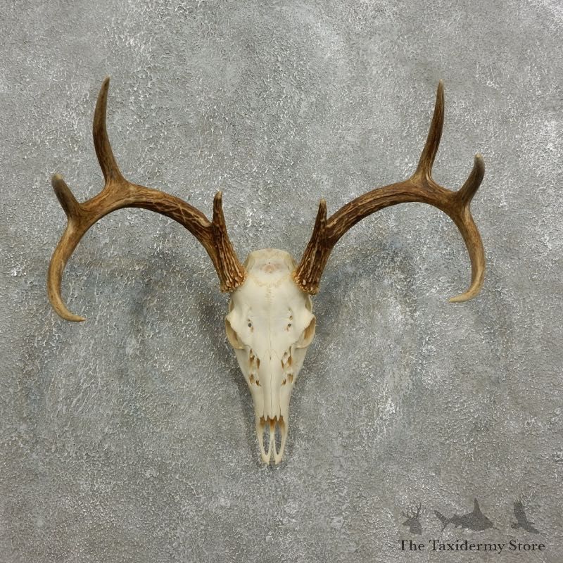 Whitetail Deer Skull European Mount For Sale #17591 @ The Taxidermy Store