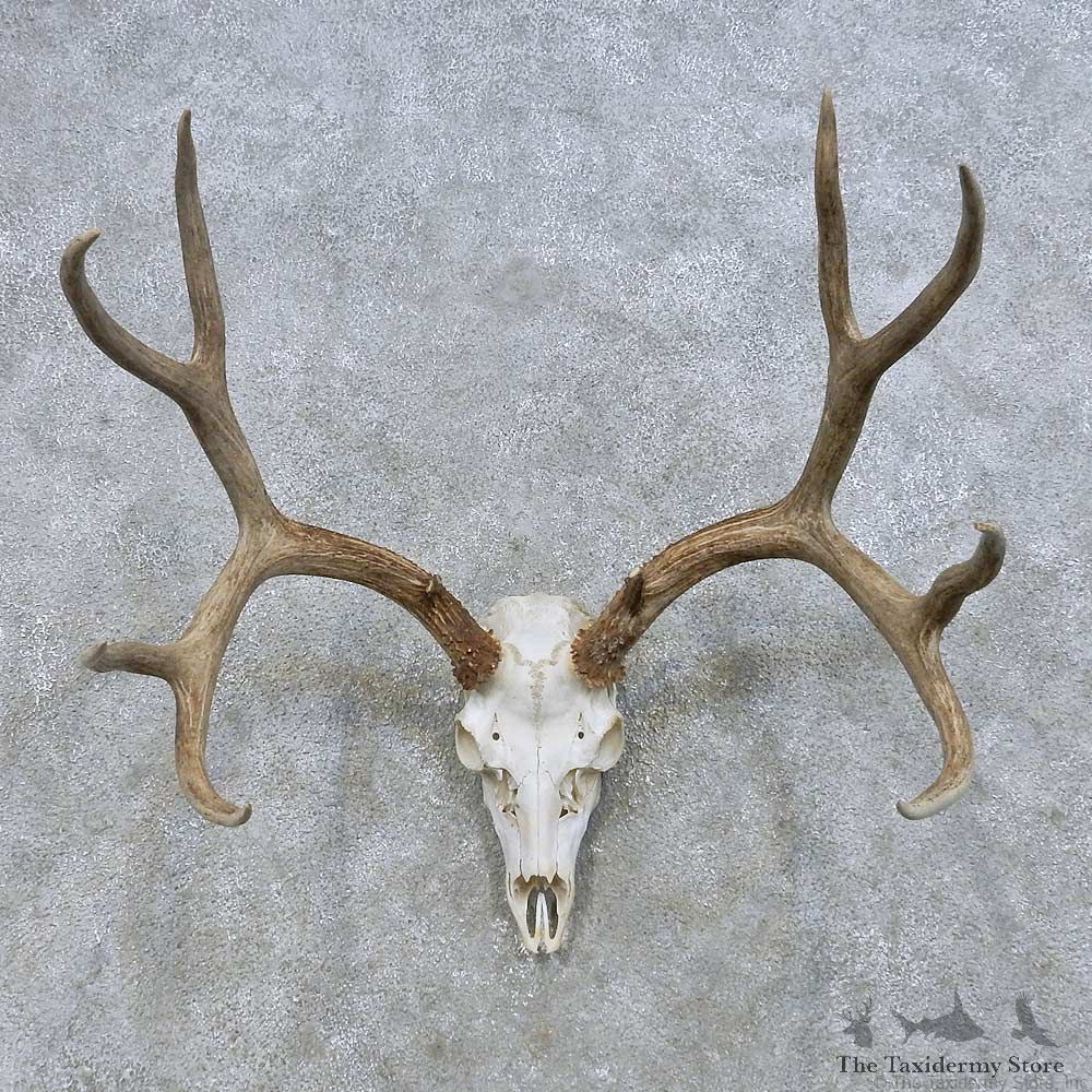 Mule Deer Skull European Mount For Sale #14653 @ The Taxidermy Store