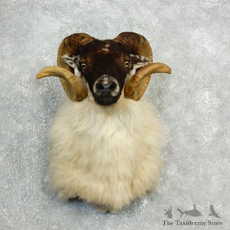 Corsican Ram Shoulder Mount For Sale #17820 @ The Taxidermy Store