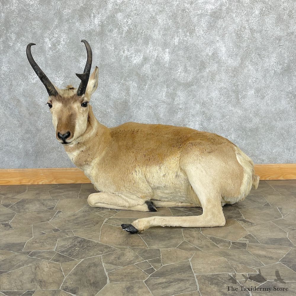 Pronghorn Antelope Life Size Mount For Sale #27042 @ The Taxidermy Store