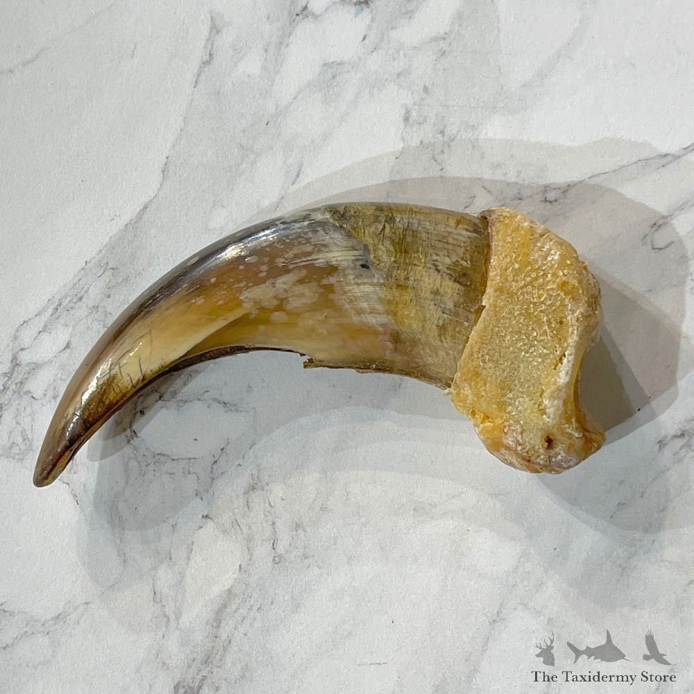 Grizzly Bear Claw For Sale #24876 - The Taxidermy Store
