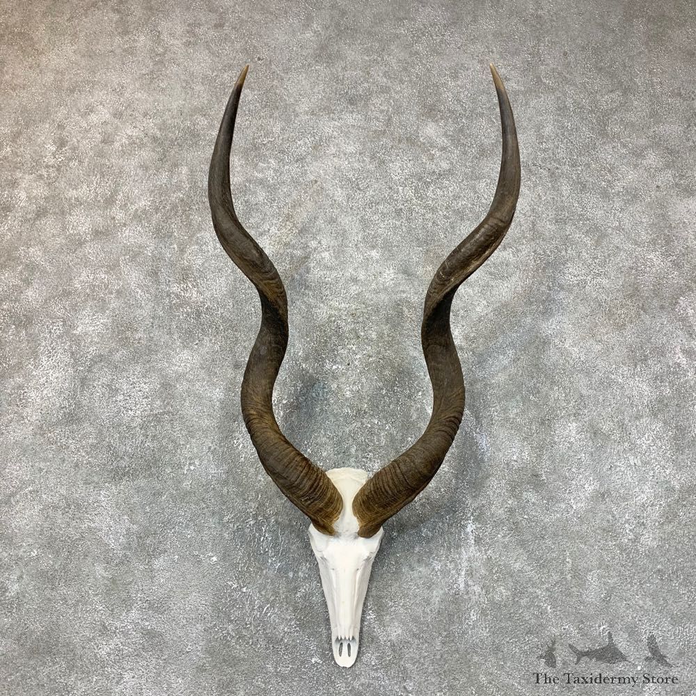 Greater Kudu Skull European Mount For Sale #23718 @ The Taxidermy Store