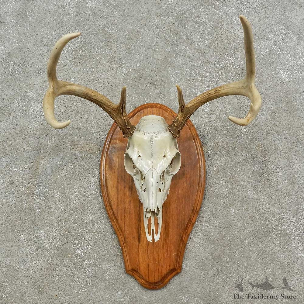 Whitetail Deer Skull European Mount For Sale #16931 @ The Taxidermy Store