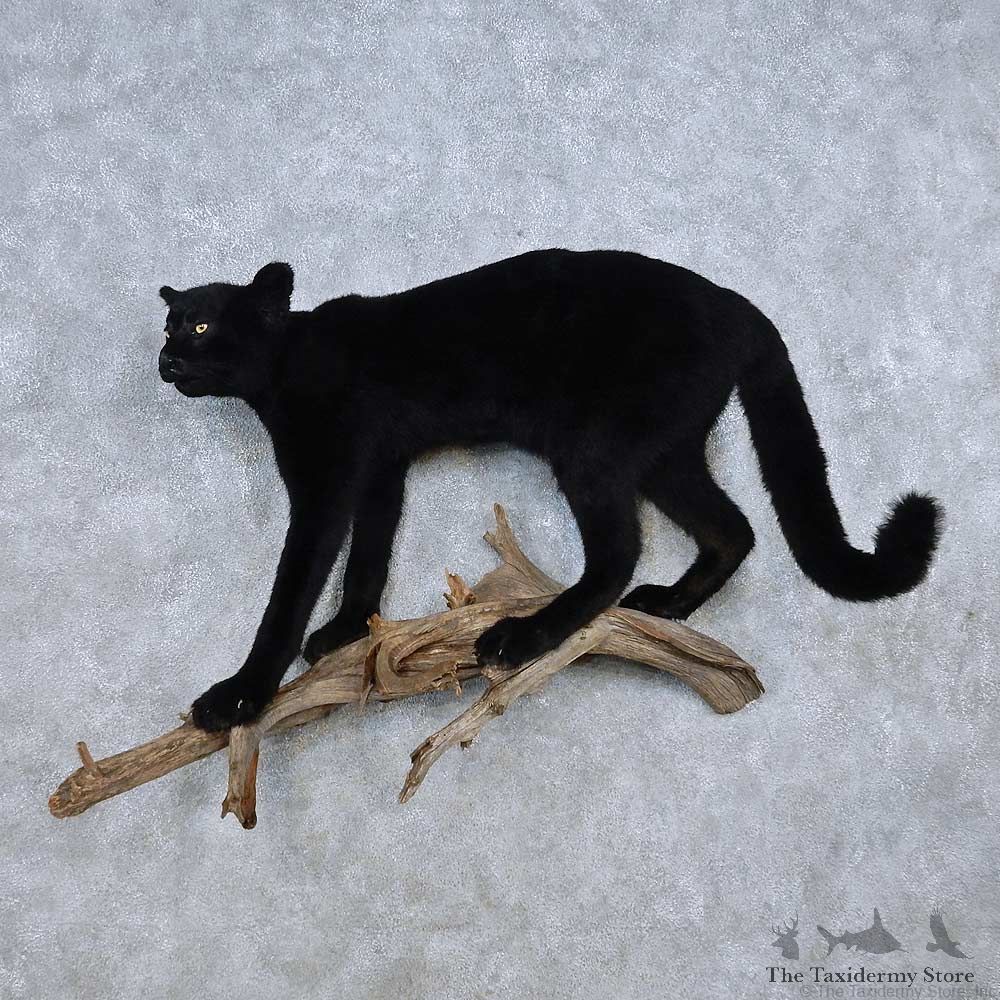 Black Mountain Lion Life-Size Mount For Sale #14580 @ The Taxidermy Store