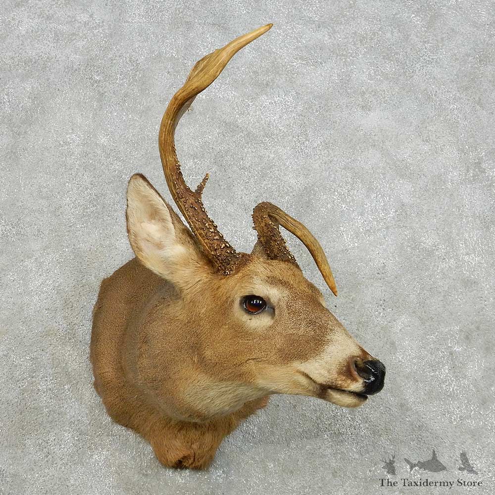 Whitetail Deer Taxidermy Shoulder Mount For Sale #14127 @ The Taxidermy Store
