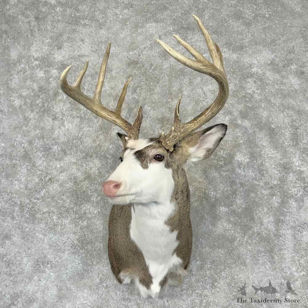 Piebald Whitetail Deer Shoulder Mount For Sale #32196 @ The Taxidermy Store