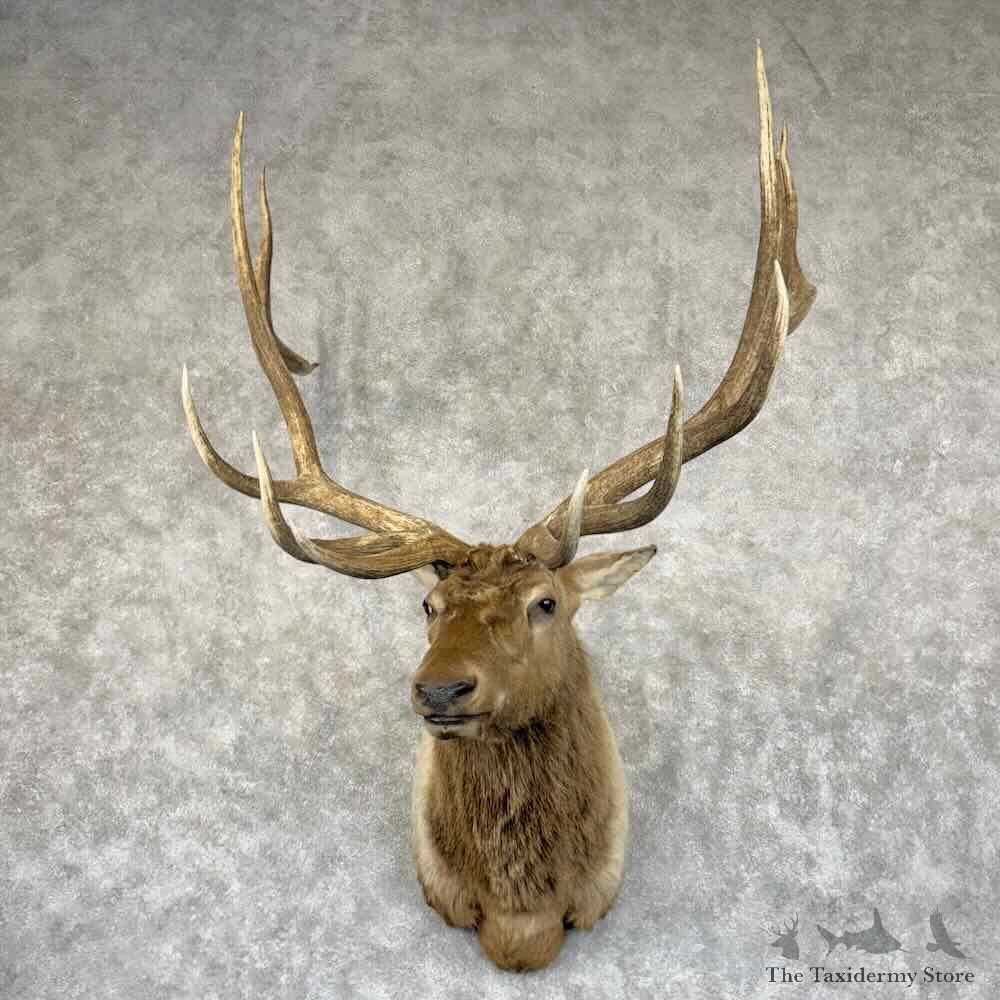 Rocky Mountain Elk Shoulder Mount For Sale #30902 @ The Taxidermy Store