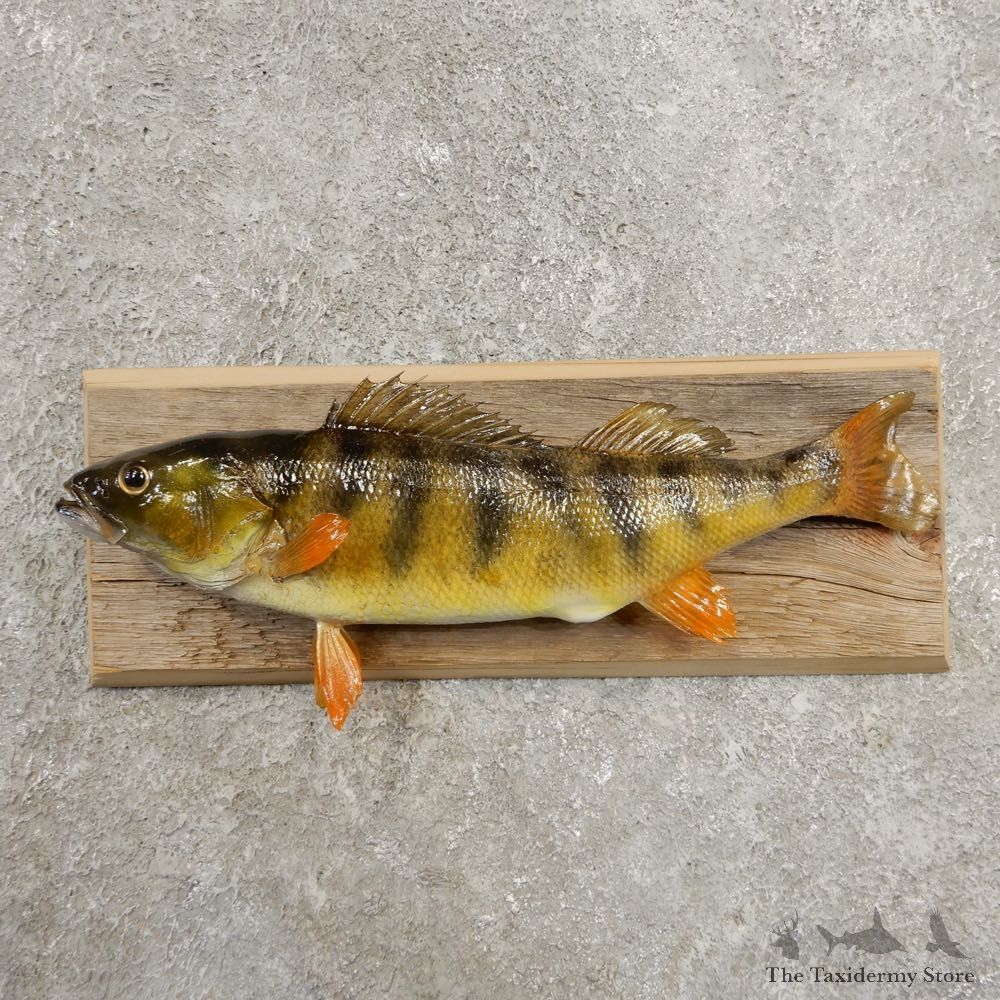 Yellow Perch Fish Mount For Sale #20967 @ The Taxidermy Store