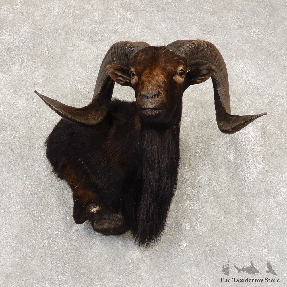 Corsican Ram Wall Pedestal Mount For Sale #21440 @ The Taxidermy Store