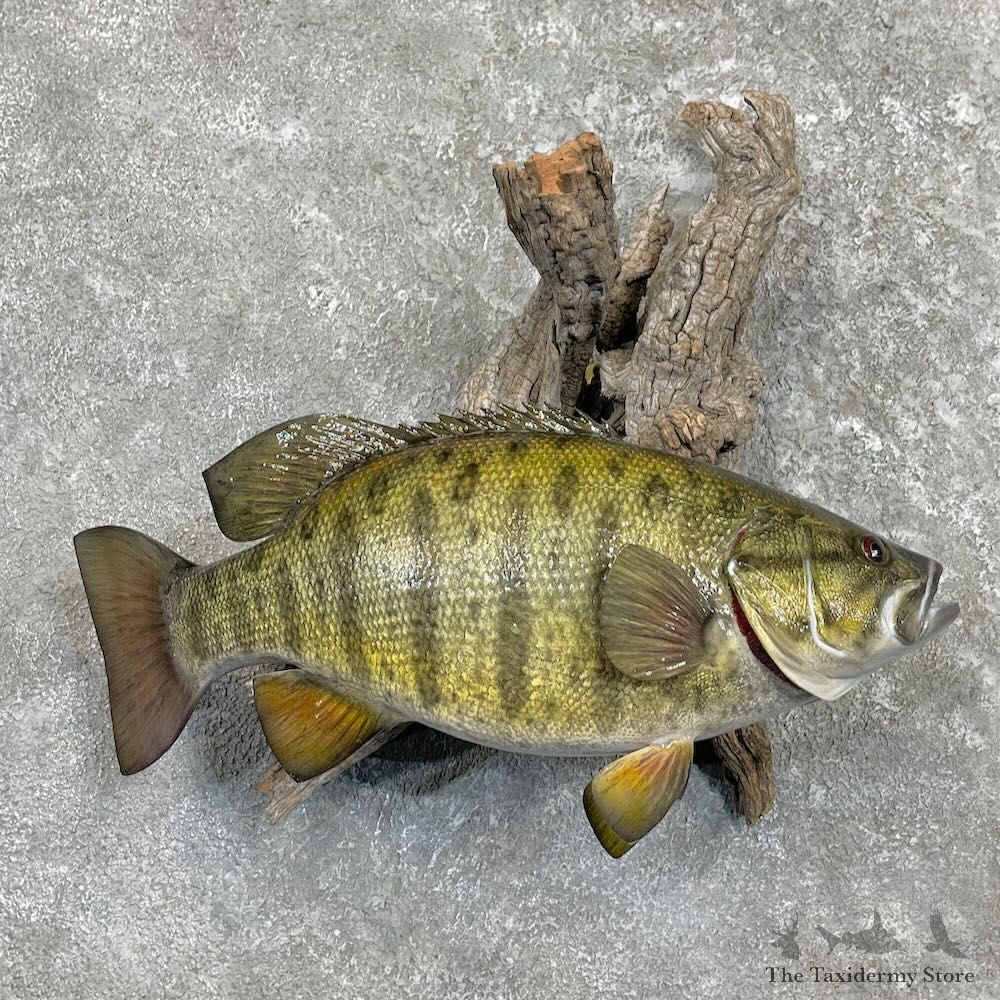 Smallmouth Bass Fish Mount For Sale #27316 @ The Taxidermy Store