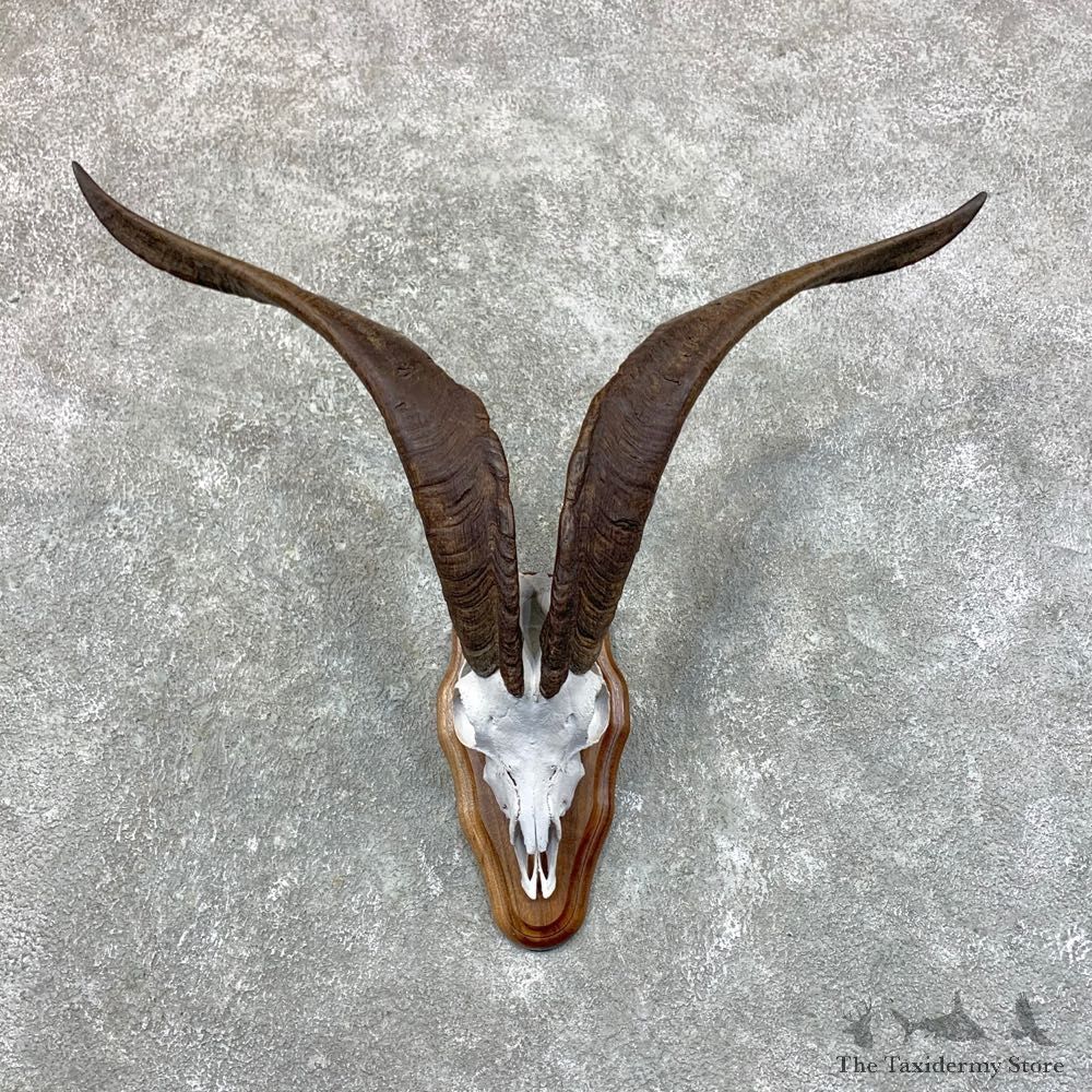 Catalina Goat European Mount For Sale #23577 @ The Taxidermy Store