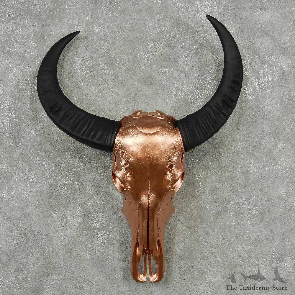 Water Buffalo Skull Horn Taxidermy Mount #13831 For Sale @ The Taxidermy Store