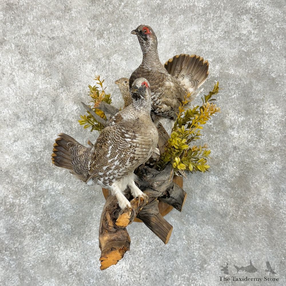 Spruce Grouse Scene Mount For Sale #29282 @ The Taxidermy Store