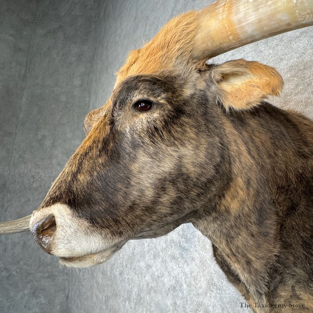 Longhorn Steer Shoulder Mount For Sale #30144 @ The Taxidermy Store