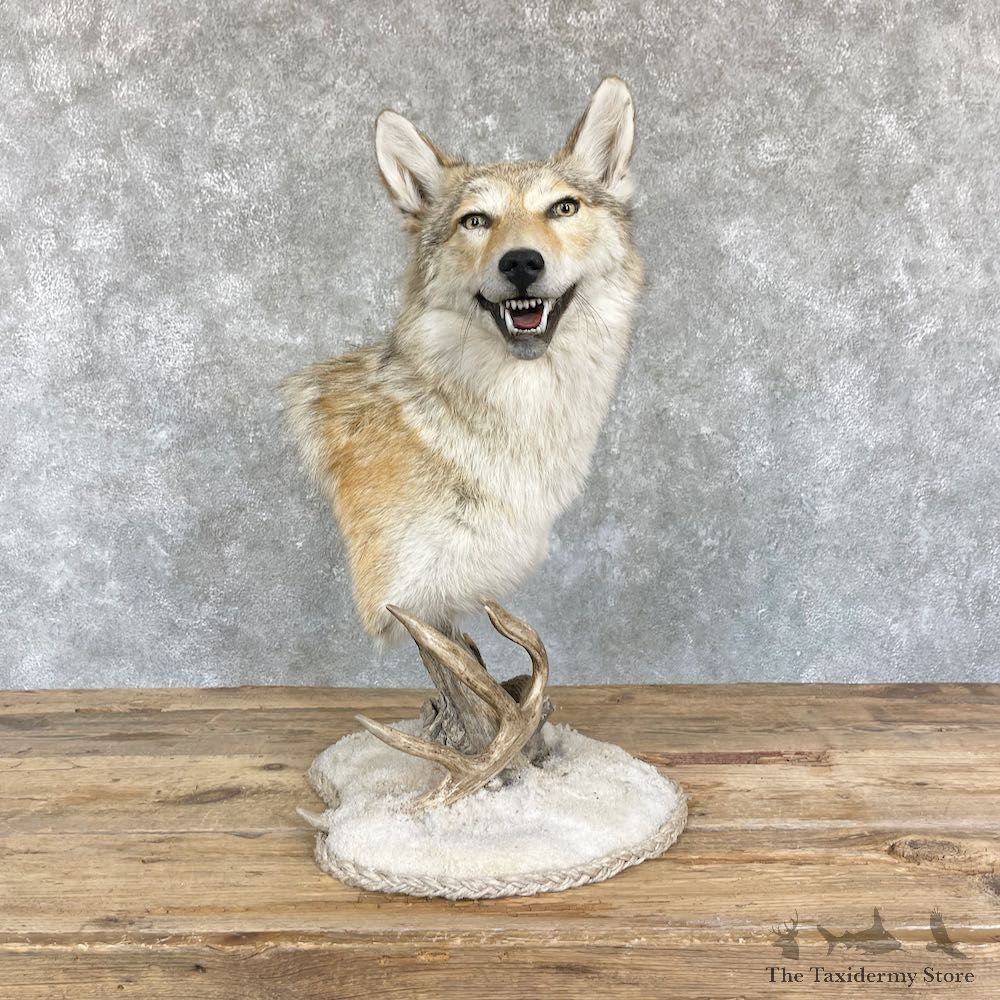 Coyote Desk Pedestal Taxidermy Mount For Sale #26464 @ The Taxidermy Store