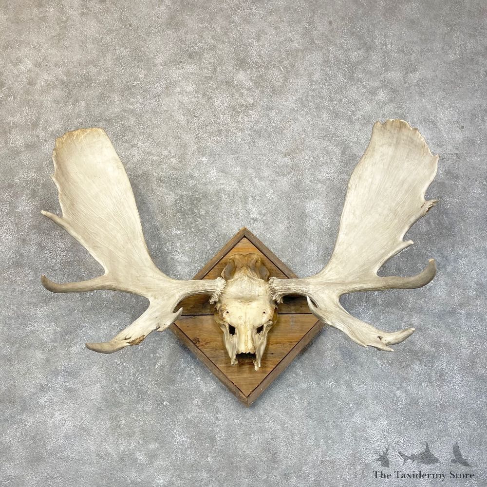 Moose Skull European Mount For Sale #24592 @ The Taxidermy Store