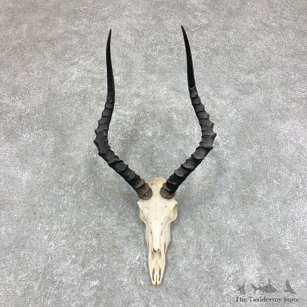 Impala Skull & Horn European Mount For Sale #21789 @ The Taxidermy Store