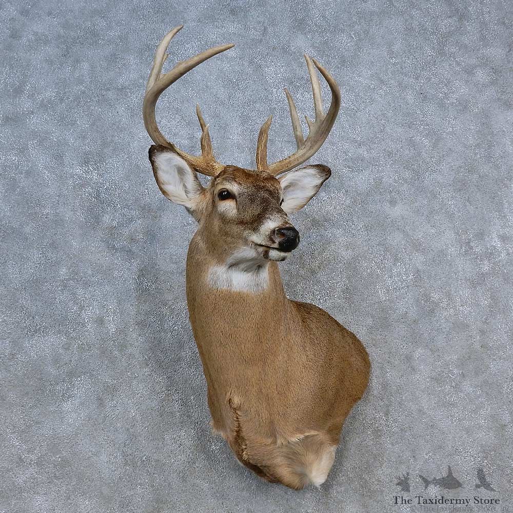 Whitetail Deer Shoulder Mount For Sale #15589 @ The Taxidermy Store