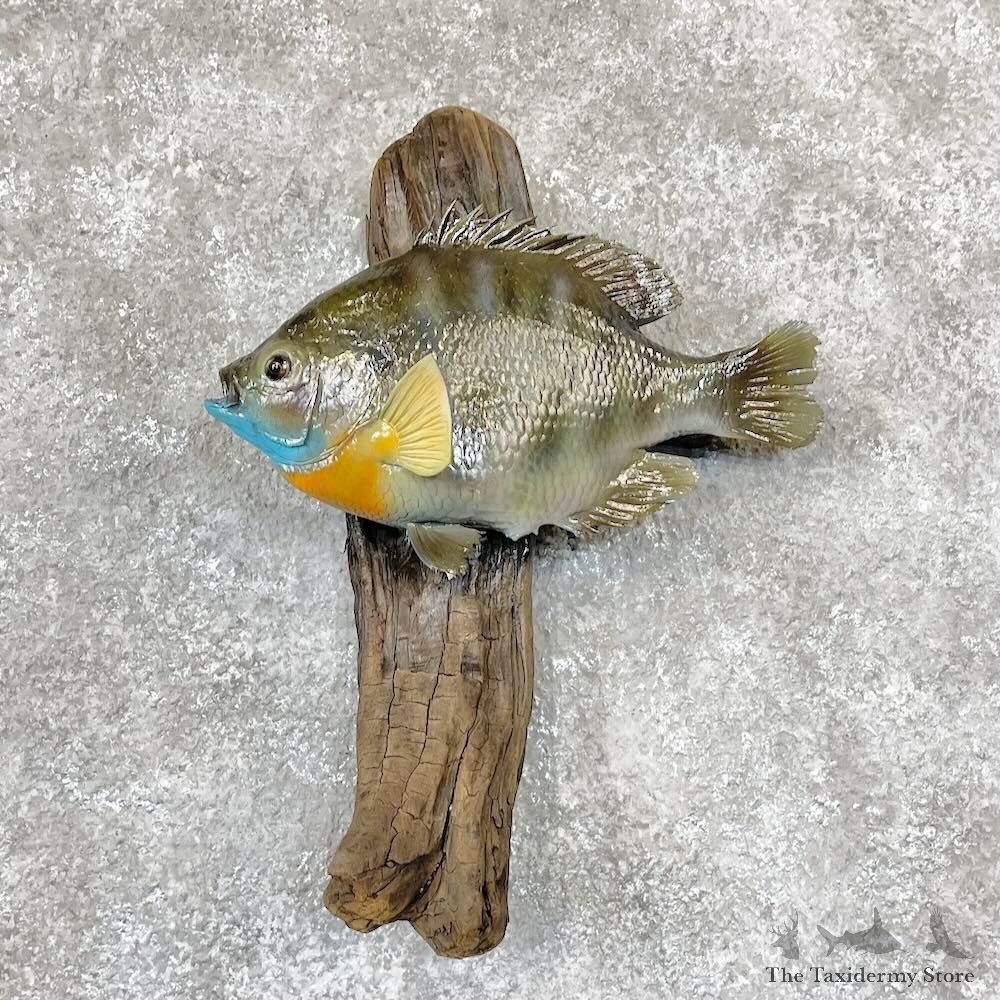 Bluegill Fish Mount For Sale #28328 @ The Taxidermy Store