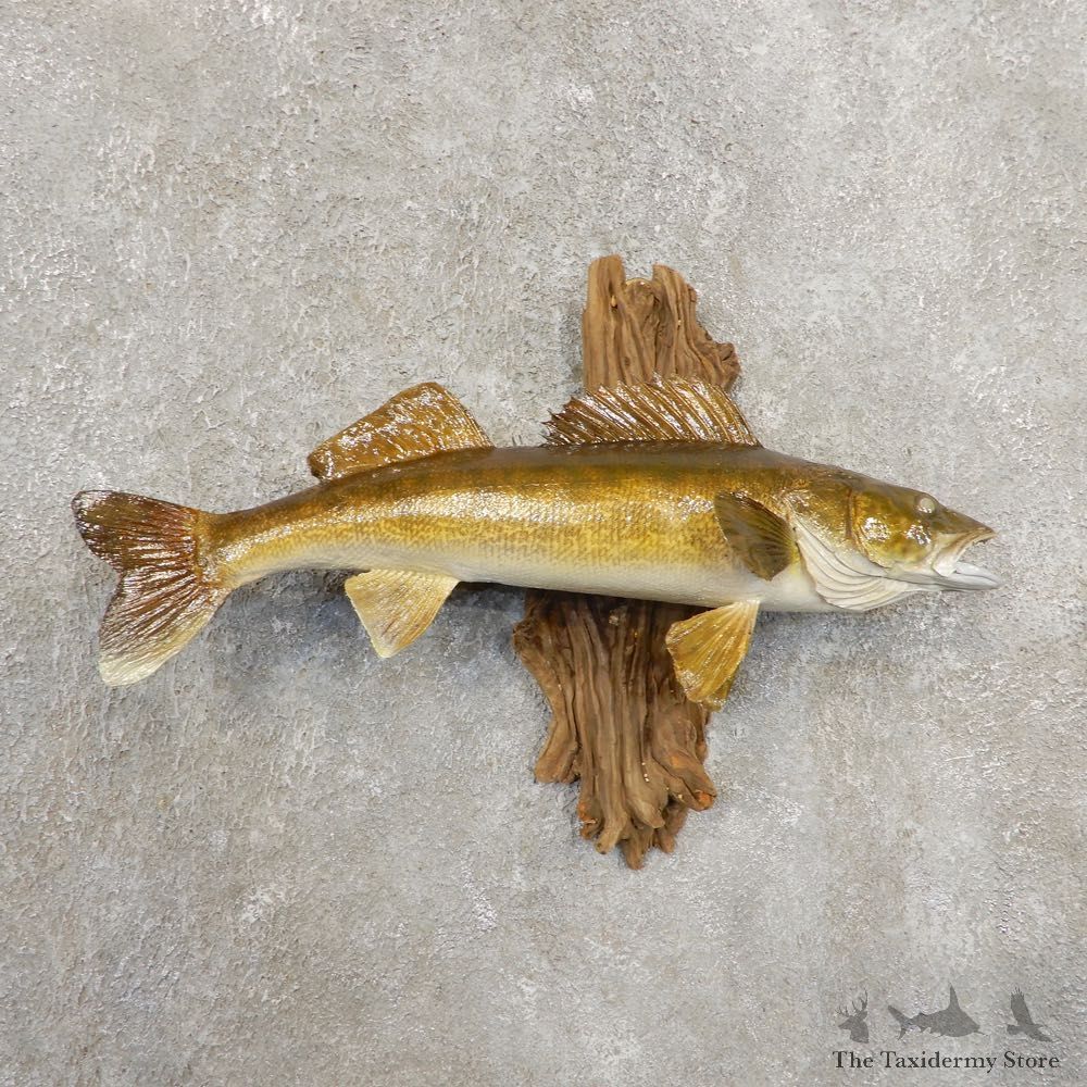 Walleye Taxidermy Fish Mount #20877 For Sale @ The Taxidermy Store
