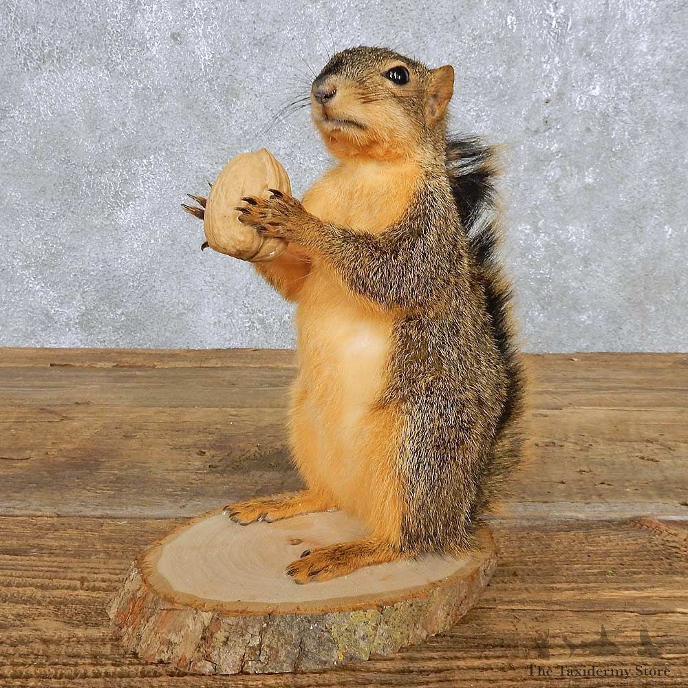 Fox Squirrel Mount For Sale #14868 @ The Taxidermy Store