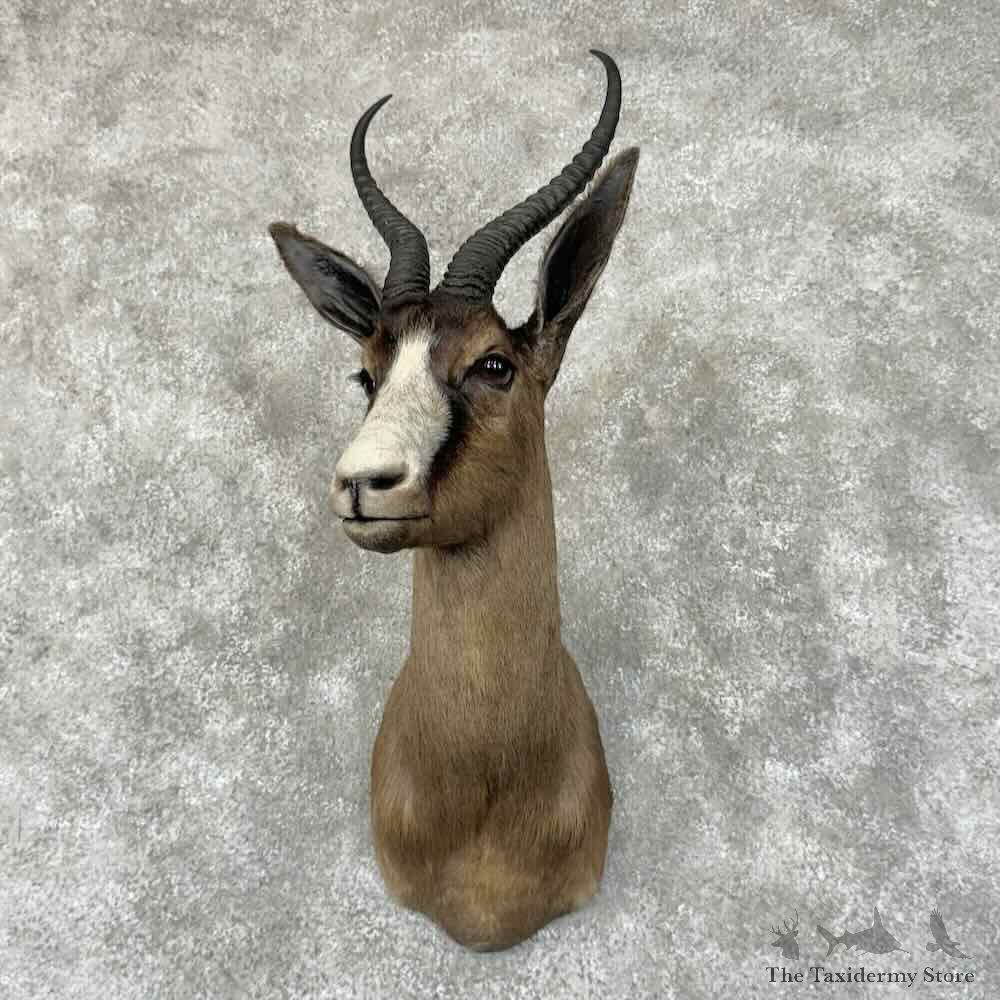 Black Springbok Shoulder Mount For Sale #31343 @ The Taxidermy Store