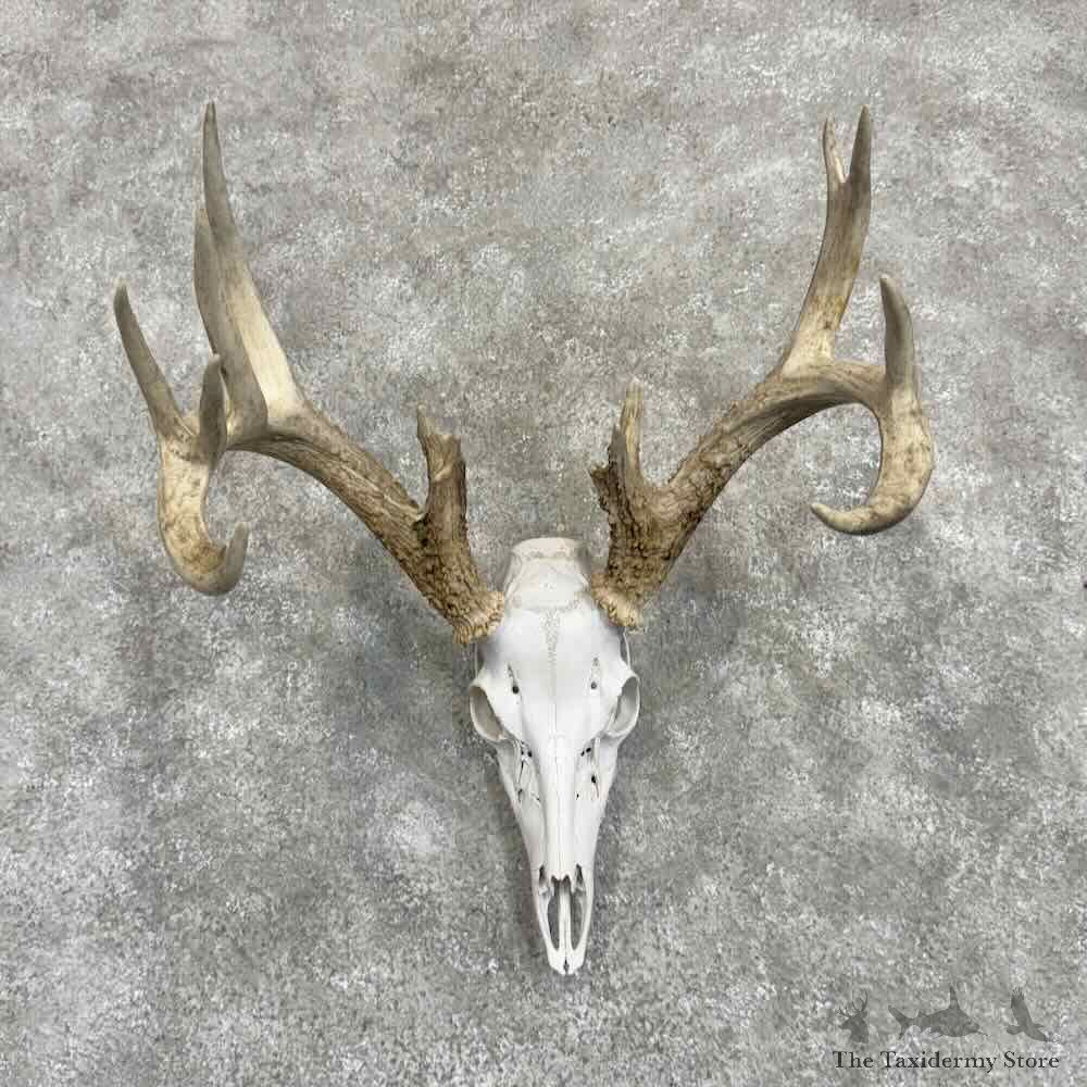 Whitetail Deer Skull European Mount For Sale #31071 @ The Taxidermy Store