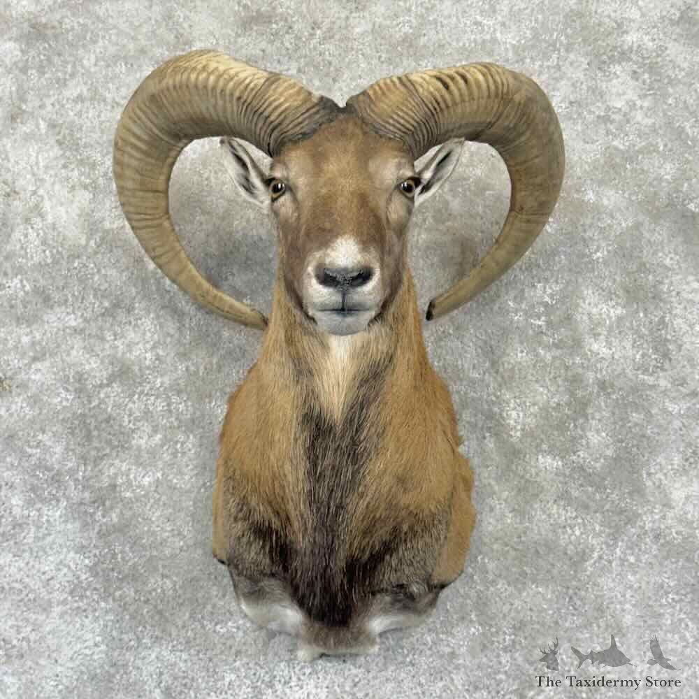Armenian Mouflon Ram Shoulder Mount For Sale #32354 @ The Taxidermy Store