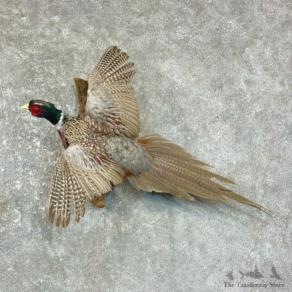 Ringneck Pheasant Bird Mount For Sale #25695 @ The Taxidermy Store