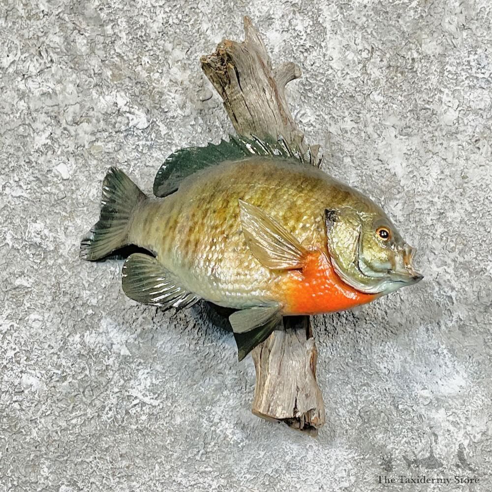 Bluegill Taxidermy Fish Mount For Sale #27831 @ The Taxidermy Store