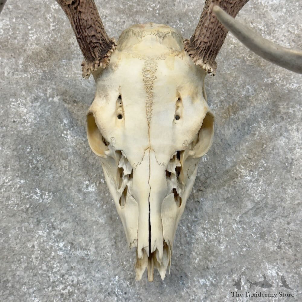 Whitetail Deer Skull European Mount For Sale #28817 @ The Taxidermy Store