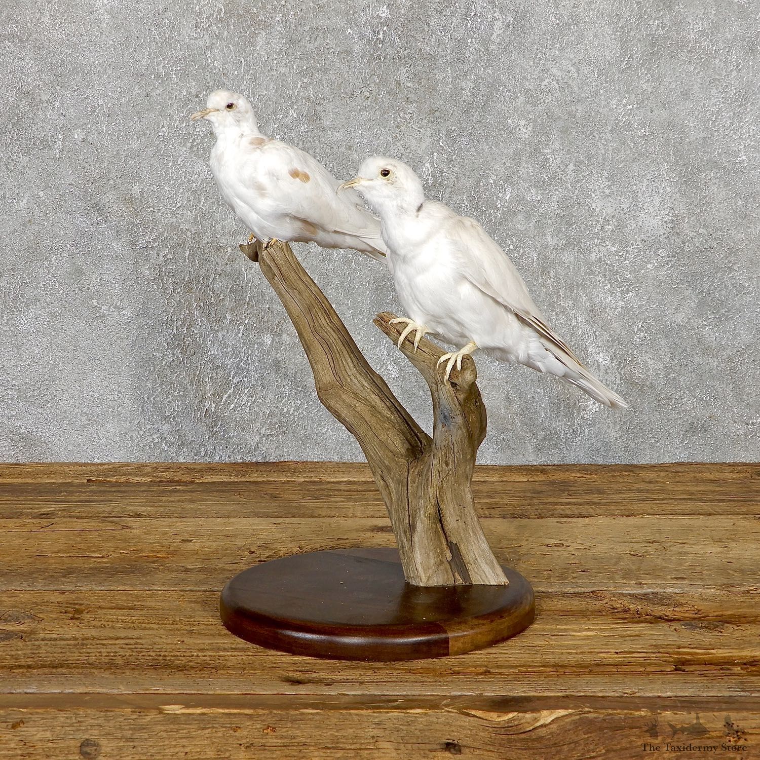 White Collard Dove Taxidermy Mount For Sale #19489 @ The Taxidermy Store