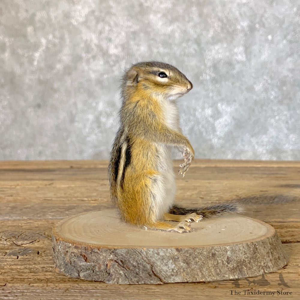 Chipmunk Life-Size Mount For Sale #22640 @ The Taxidermy Store