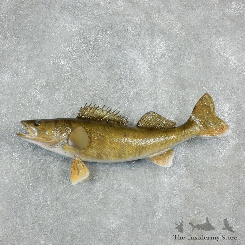 Reproduction Walleye Mount For Sale #17945 @ The Taxidermy Store