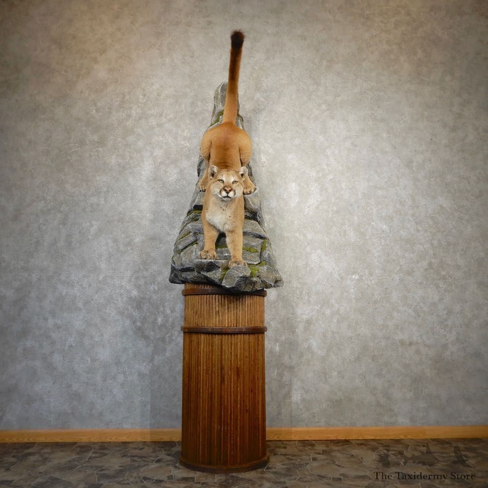 Mountain Lion Pedestal Mount For Sale #21217 @ The Taxidermy Store