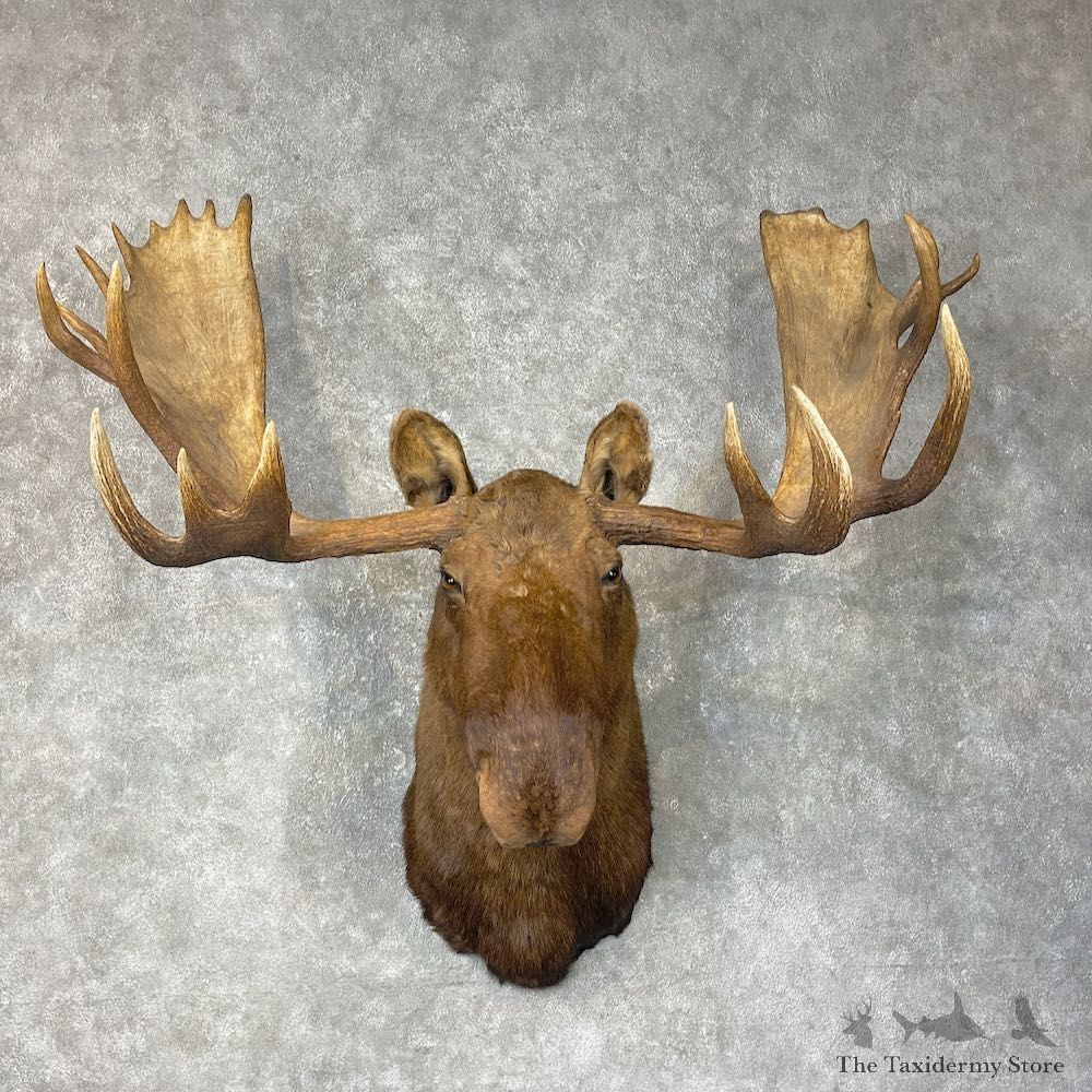 Alaskan Yukon Moose Shoulder Mount For Sale #25394 @ The Taxidermy Store
