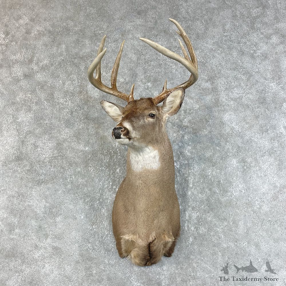 Whitetail Deer Shoulder Mount #25732 For Sale - The Taxidermy Store