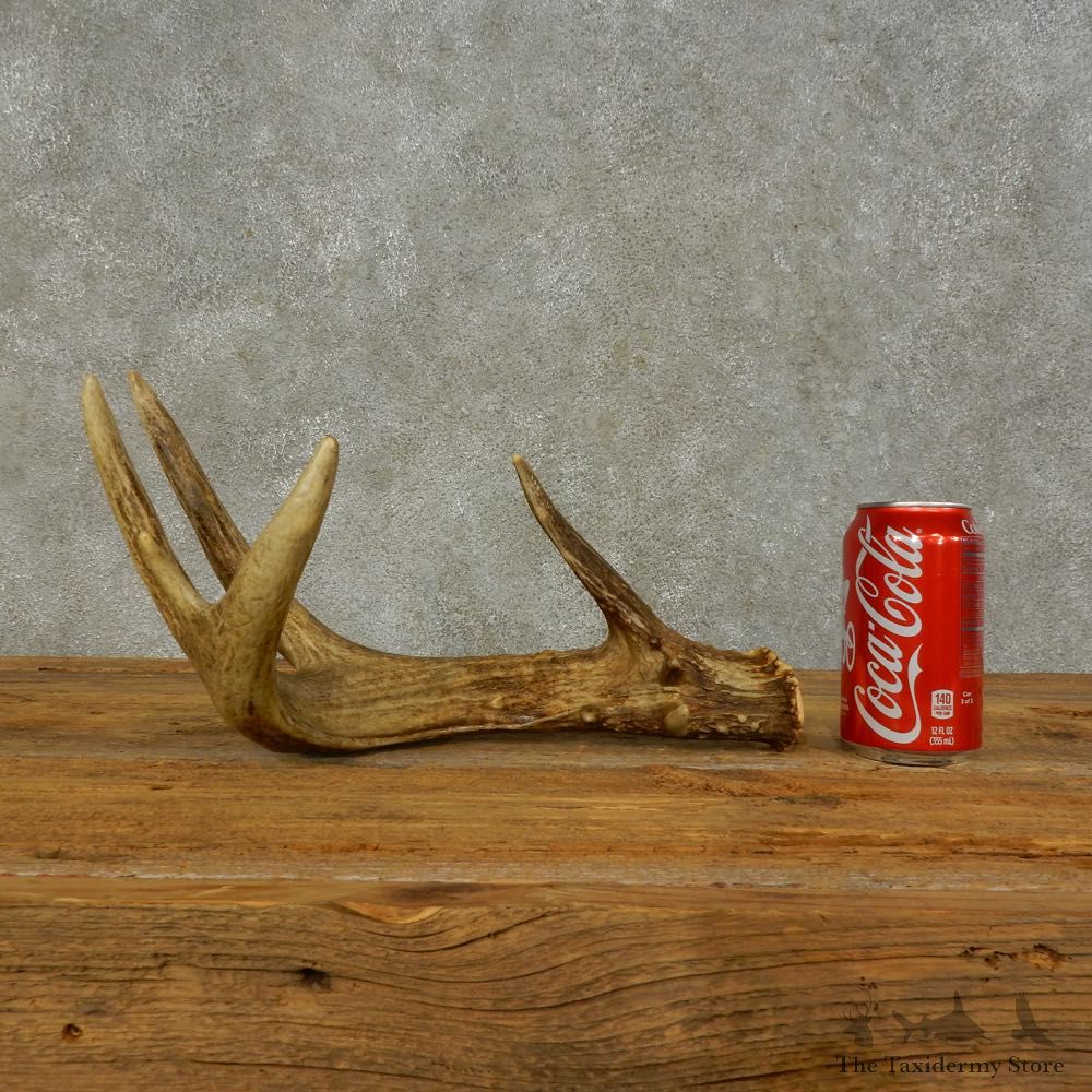 Whitetail Deer Antler Shed For Sale #16430 @ The Taxidermy Store