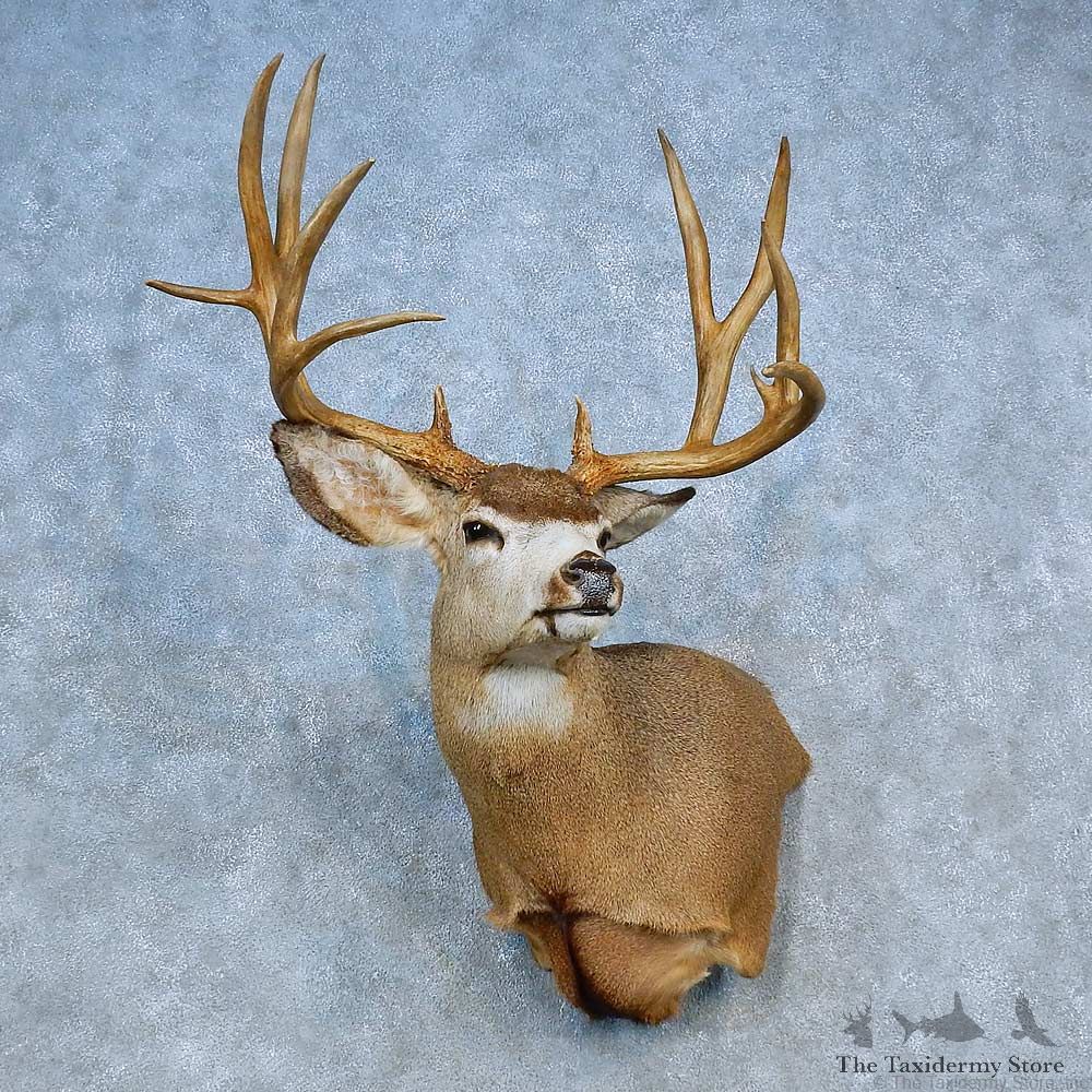 Mule Deer Shoulder Mount For Sale #15461 @ The Taxidermy Store