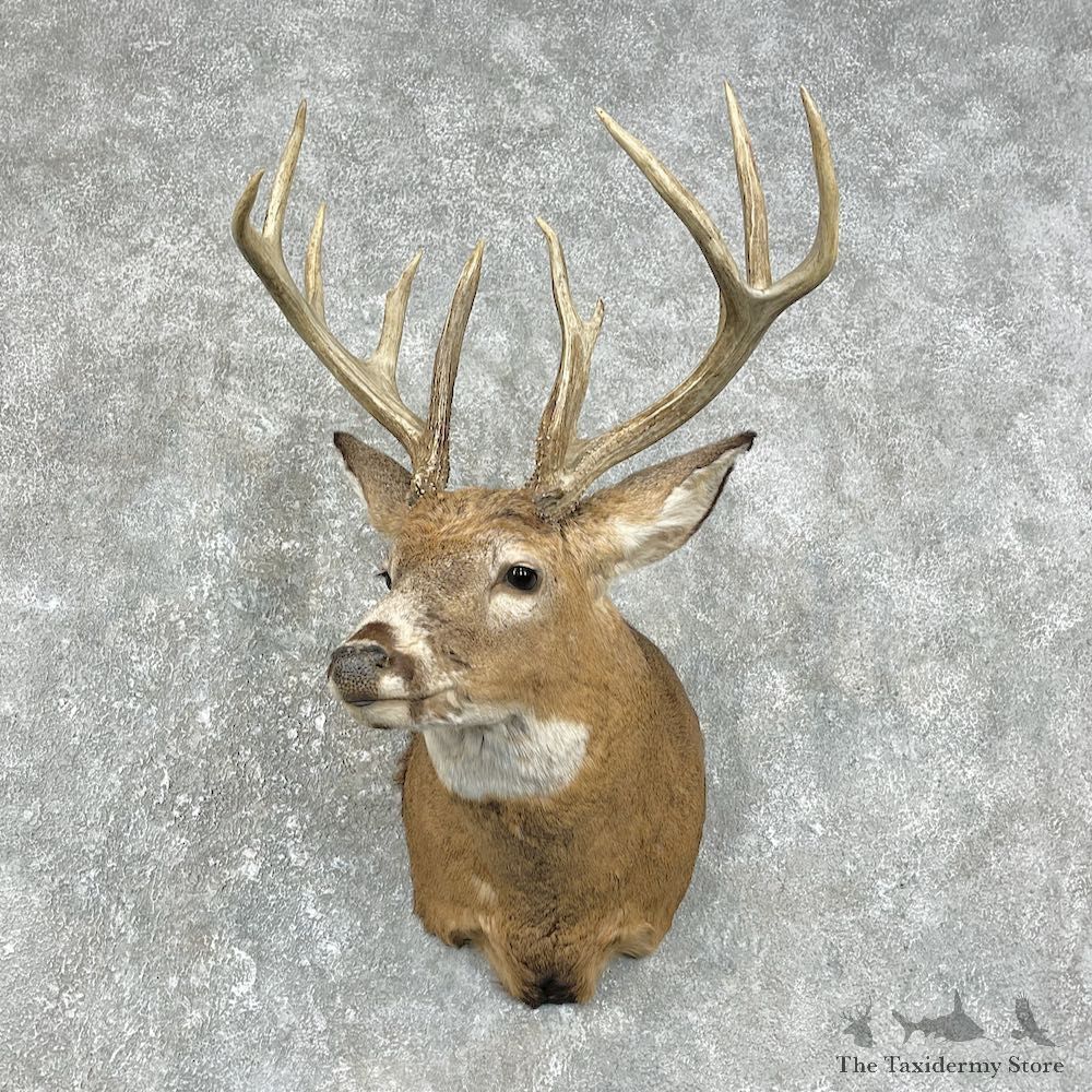 Whitetail Deer Shoulder Mount For Sale #25872 @ The Taxidermy Store